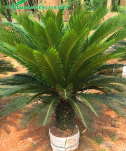 Cây Vạn Tuế đánh thẳng chiều cao 1m