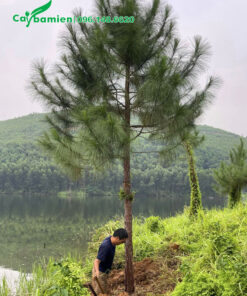 Cây đẹp, đường kính gốc 15 - 20cm, thân thẳng đẹp