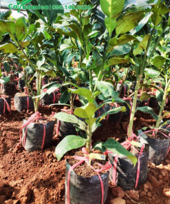 Cây giống Bưởi da xanh ươm hạt, cao 50cm