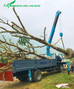 Cầu cẩu đang di chuyển những cây Bưởi công trình cao hơn 4m lên xe