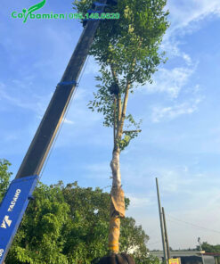 Nhấc cây osaka vàng lên xe bằng cần cẩu