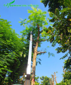 Cây cao 5m, đường kính gốc 20cm đang được cần cẩu nhấc lên xe