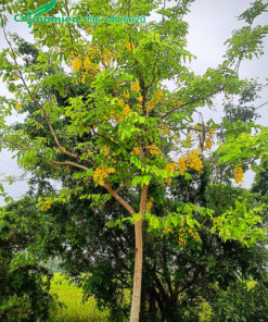 Vườn nuôi trồng cây Muồng Hoàng Yến lâu năm cao hơn 5m