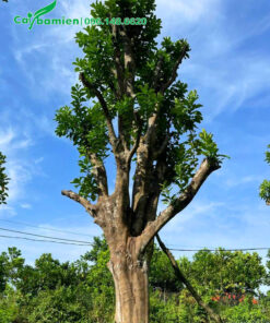 Cây Bưởi cổ thụ dáng đẹp, vanh 120 - 130