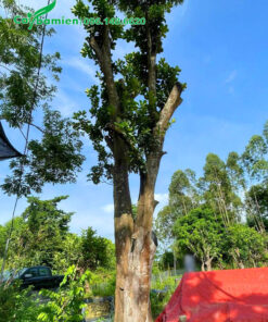 Vanh gốc 100 - 120, chiều cao hơn 4m, cây bưởi cổ thụ mới dâm ủ