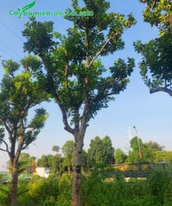 Cây Bưởi công trình dâm ủ lâu năm cao hơn 4m