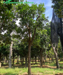Cây Bưởi công trình cao 3m, đã dâm ủ