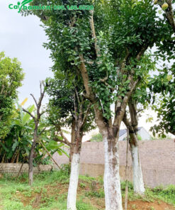 Cành bưởi sau khi đốn đã phát triển chồi và cành mới