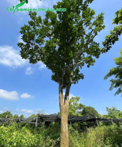 Thân cây thẳng đẹp, cây bưởi đã dâm ủ nhiều năm đường kính gốc khoảng 15 - 18cm