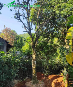 Bứng nóng cây Bưởi có đường kính gốc 12 - 15cm