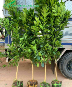 Xếp những cây bưởi giống cao hơn 1m lên xe