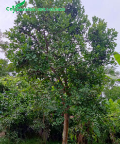 Cây Bưởi lâu năm sẵn quả chiều cao khoảng 5m