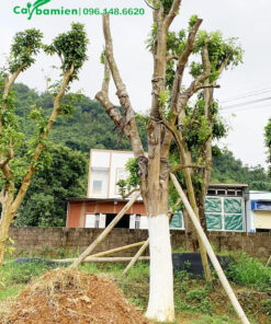 Thân cây được quét vôi chống sâu đục thân, cành được đốn gọn để trẻ hóa cây