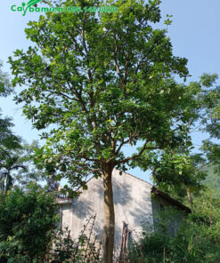 Cây bưởi ta lâu năm, cao 6m, tán đẹp