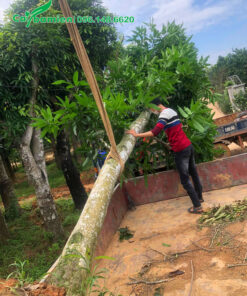 Buộc và cẩu cây Xoài công trình đường kính thân 20cm lên xe tải lớn