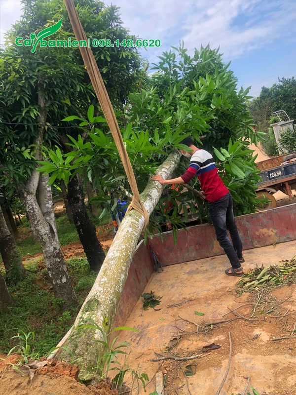 Buộc và cẩu cây Xoài công trình đường kính thân 20cm lên xe tải lớn