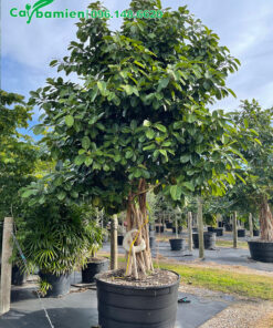 Vườn dâm ủ cây Đa từ khi còn nhỏ, cây cao 2,5 - 3m