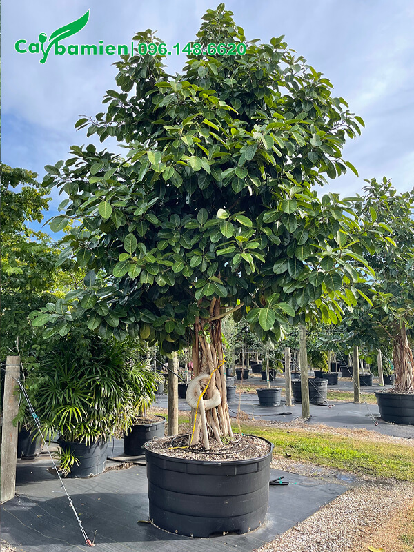 Vườn dâm ủ cây Đa từ khi còn nhỏ, cây cao 2,5 - 3m