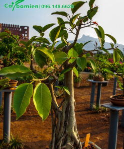 Chậu Đa bonsai cao 50cm