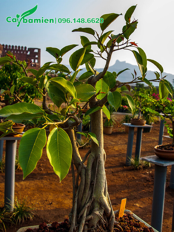 Chậu Đa bonsai cao 50cm