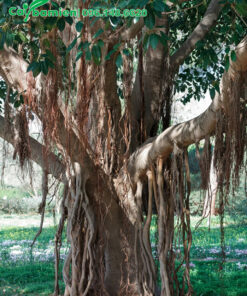 Gốc Đa công trình lâu năm, rễ buông cực kỳ nhiều