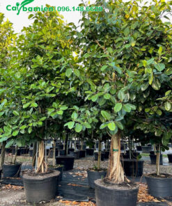 Vườn trồng và bán cây Đa công trình đường kính 20 - 30cm