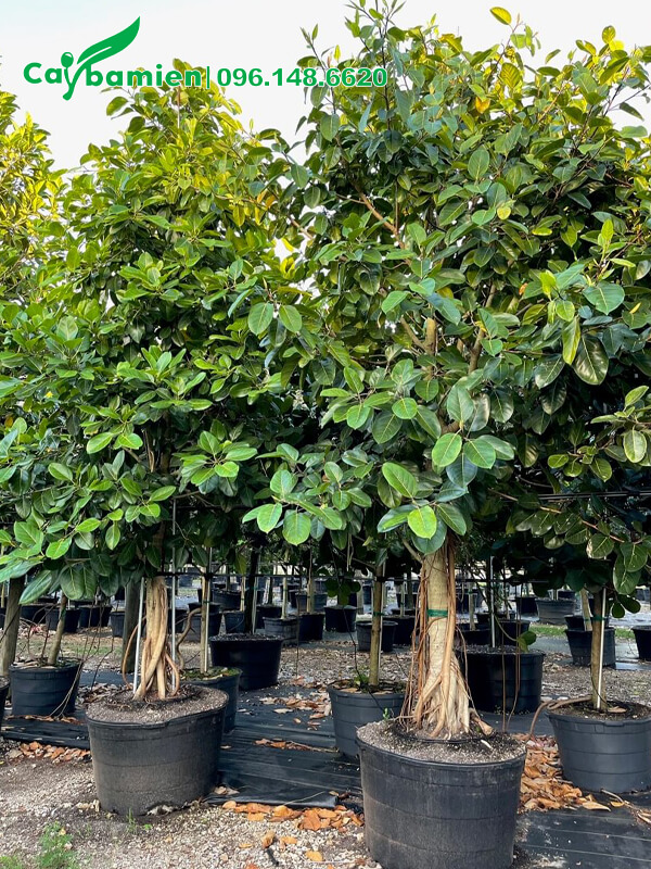 Vườn trồng và bán cây Đa công trình đường kính 20 - 30cm