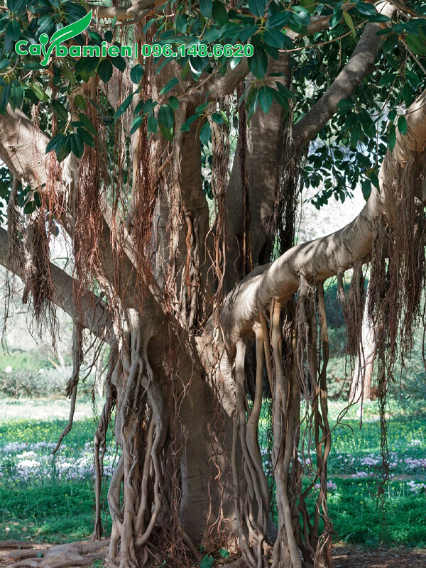 Gốc Đa công trình lâu năm, rễ buông cực kỳ nhiều