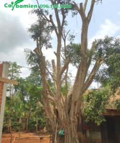 Gốc Đa khủng, cao 6m, đường kính gần 90cm