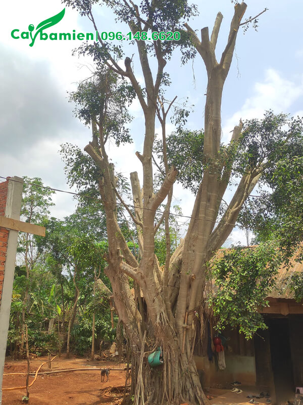 Gốc Đa khủng, cao 6m, đường kính gần 90cm