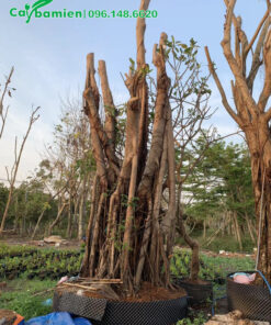 Cây Đa vừa dâm ủ, vanh 200cm, cao 3m