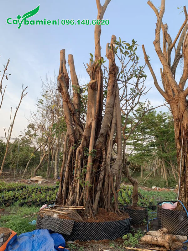 Cây Đa vừa dâm ủ, vanh 200cm, cao 3m