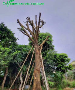 Cây Da công trình cao 4m, bộ rễ phụ chưa phát triển nhiều, cây mới được dâm ủ