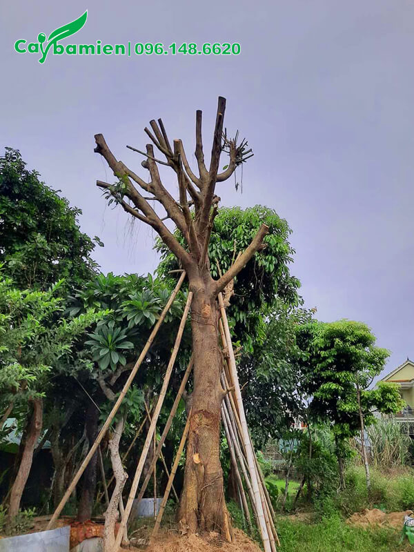 Cây Da công trình cao 4m, bộ rễ phụ chưa phát triển nhiều, cây mới được dâm ủ