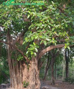 Cây Đa cổ thụ đường kính gốc gần 1m