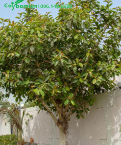 Cây Đa tía trồng trong góc vườn biệt thự