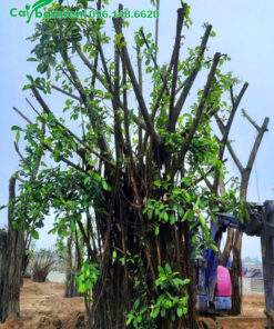 Thi công trồng cây Đa lớn tại khuôn viên khu công nghiệp