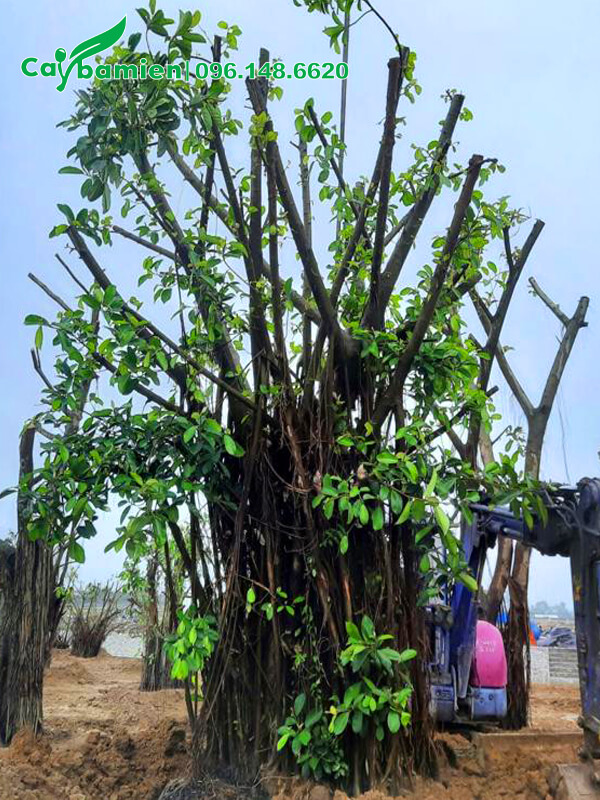 Thi công trồng cây Đa lớn tại khuôn viên khu công nghiệp