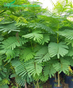 Cây giống phượng vĩ cao 60cm