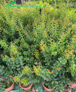 Cây giống tường vi trồng trong chậu nhỏ