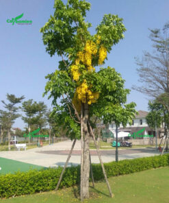 Cây Muồng Hoàng Yến hoa vàng trồng trong các khu đô thị