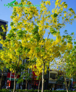 Muồng Hoàng Yến cao hơn 5m trồng vỉa hè đường phố