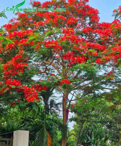Cây Phượng Vĩ trồng trước cổng nhà hoa nở đỏ rực