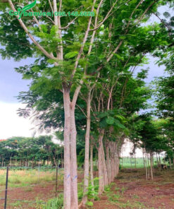 Cây Phượng Vĩ tán đẹp, đánh thẳng tại vườn