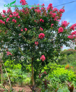 Cây Tường Vi hoa hồng lâu năm cao hơn 2m