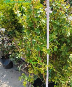 Đo chiều cao của cây tường vi giống