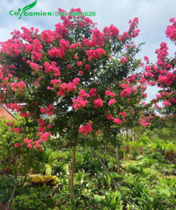 Cây Tường Vi hoa màu hồng xinh đẹp