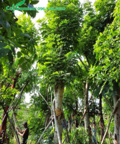 Cây lớn chiều cao 5 - 6m, dường kính gốc 20 - 25cm