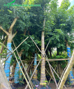 Hàng tuyển chọn đường kính gốc 18 - 20cm