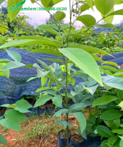 Cây hoa Muồng Hoàng Yến giống cao 40cm